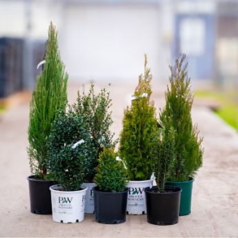 Collection of potted evergreen trees.