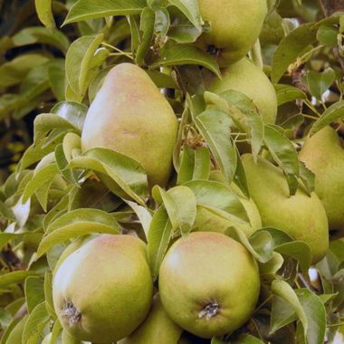 Photo of Starking® Delicious™ Pear Tree