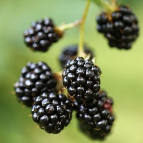 Blackberries growing.