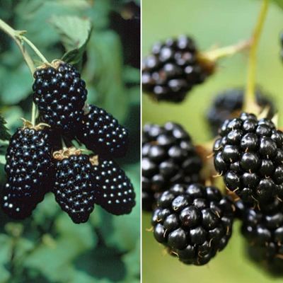 View full size image Collection of two blackberry plants.