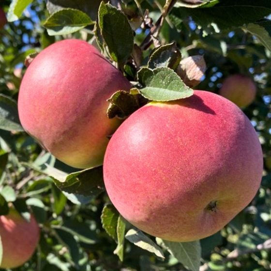 View full size image red apples on tree