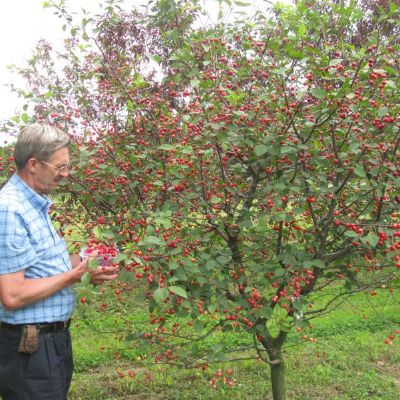 View full size image Photo of Stark® Surecrop™ Sour Cherry Tree