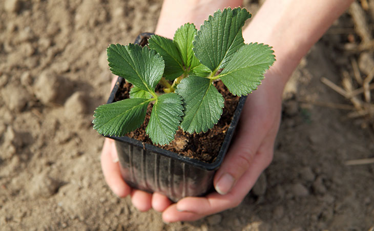Photo of hands holding a strawberry plant