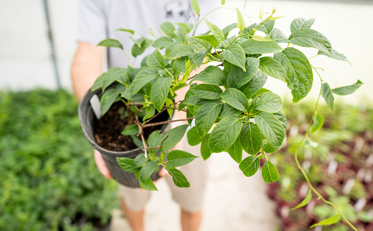 Photo of a man holding a blueberry plant in a pot