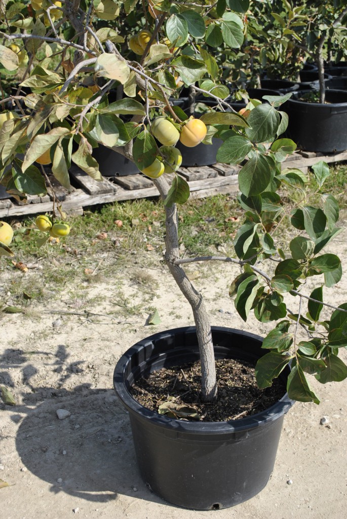 13 year old Persimmon in Container