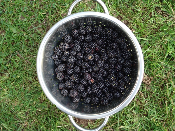 Preserving Blackberries In Alcohol Stark Bro S