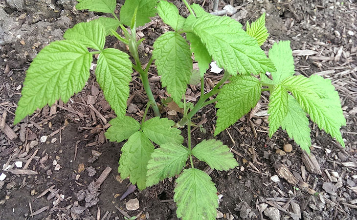 How To Plant Bare-Root Raspberry Plants - Stark Bro's