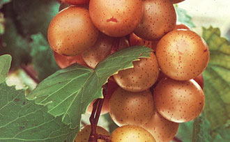 Growing Muscadine Grapes Stark Bro S