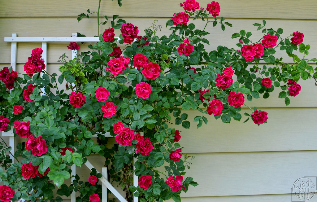 All About Climbing Roses - Stark Bro's