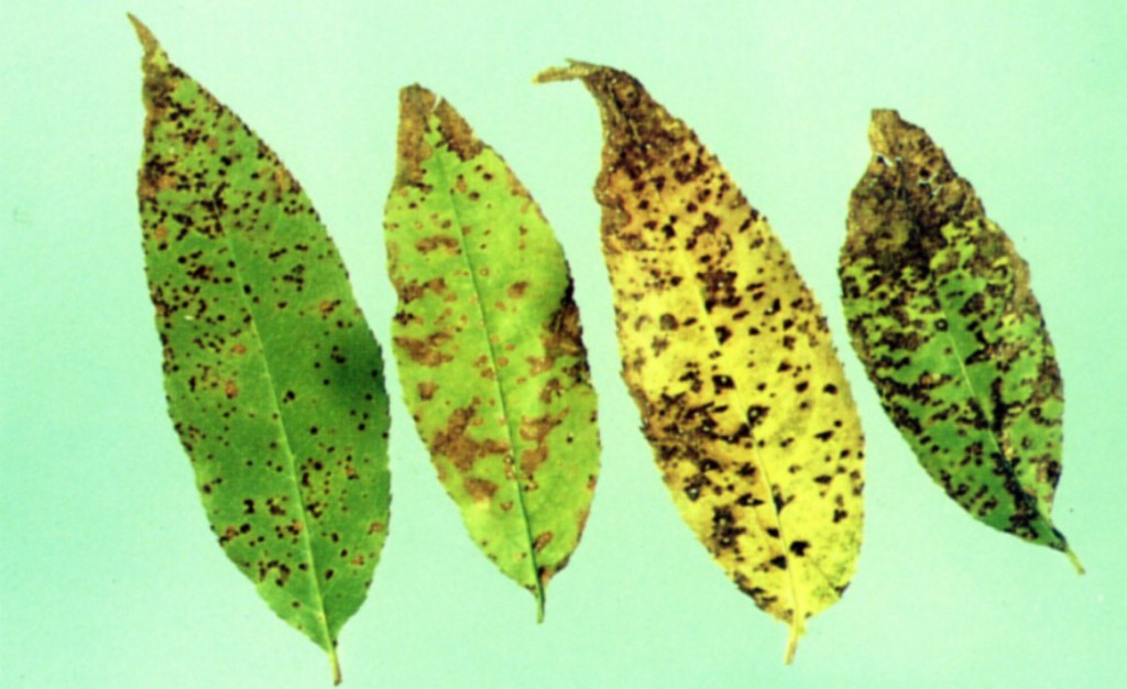 Black Spots On Asian Pear Tree Leaves