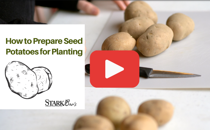 Planting Seed Potatoes In 7 Simple Steps – With Video - Stark Bro's