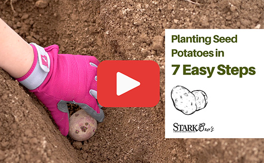 How To Prepare Seed Potatoes For Planting With Video Stark Bro S