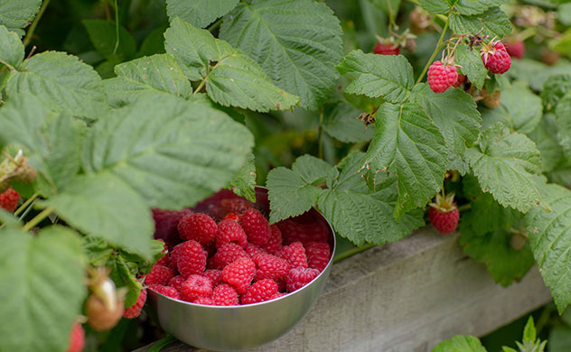 How To Winterize Your Raspberry Bushes In 7 Simple Steps - My Heart ...