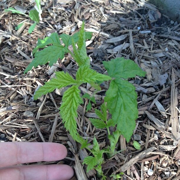 How to Plant Bare-Root Raspberry Plants - Stark Bro's