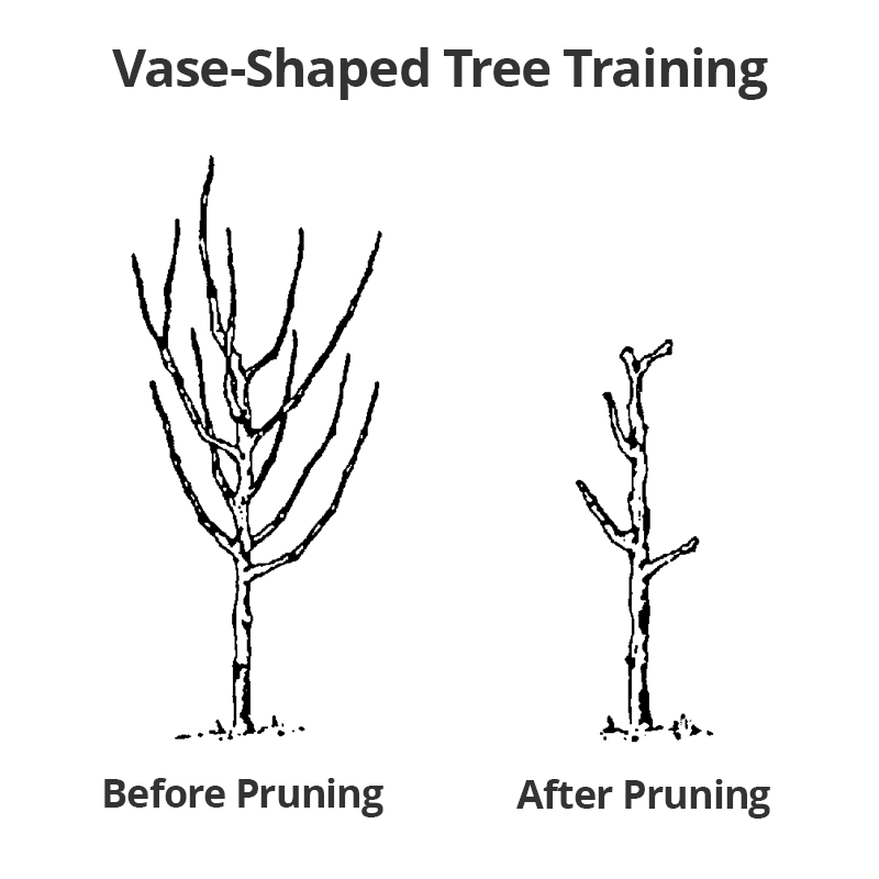 Successful Fruit Tree Pruning - Stark Bro's