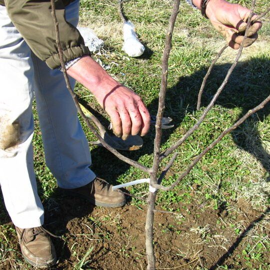 Fruit Tree Care: Planting Fruit Trees - Stark Bro's