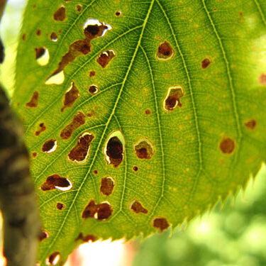 Growing Organic Fruit Trees - Stark Bro's