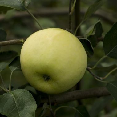 Photo of Yellow Transparent Apple Tree