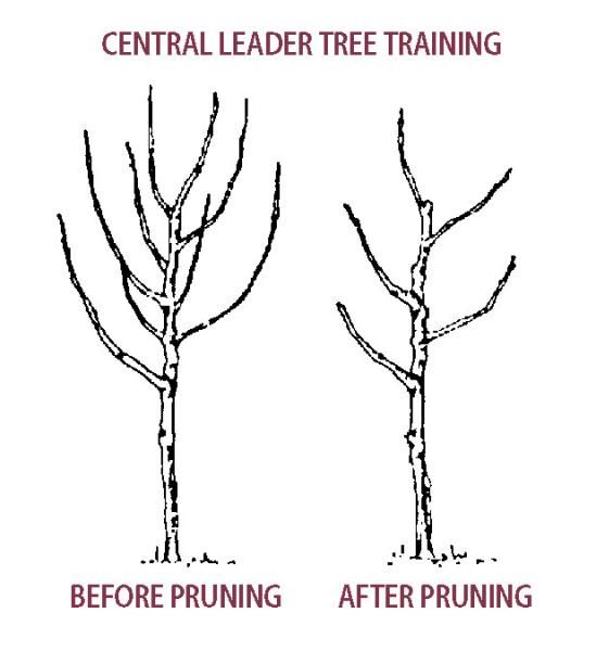 Pruning Pear Trees - Stark Bro's