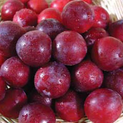 View full size image Photo of Methley Plum Tree