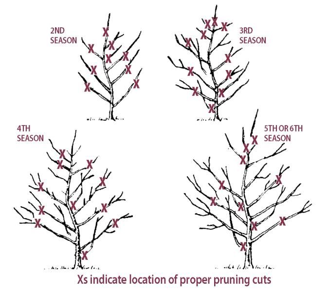 Pruning Apple Trees - Stark Bro's