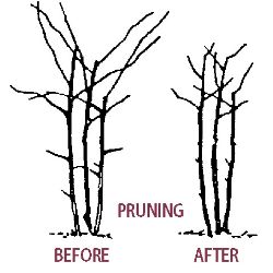 Pruning Blackberry Plants - Stark Bro's