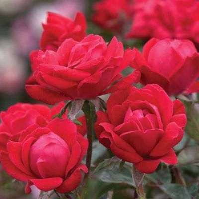 View full size image Photo of Double Knock Out® Rose
