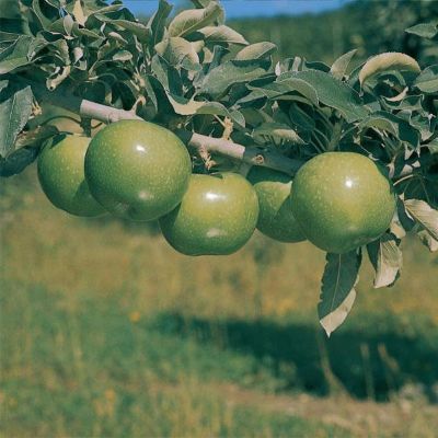 View full size image Photo of Granny Smith Apple Tree