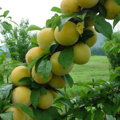 Photo of Shiro Plum Tree