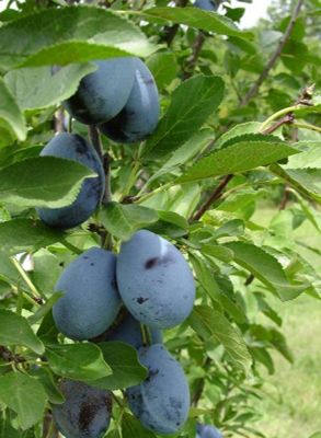 View full size image Photo of Stanley Prune-Plum Tree