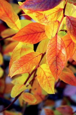 View full size image Photo of Bluejay Blueberry Plant