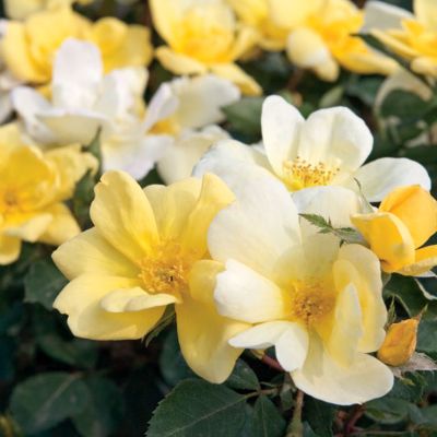 View full size image Photo of Sunny Knock Out® Rose