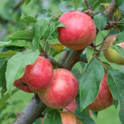 View full size image Photo of Chestnut Crabapple Tree