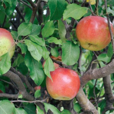 View full size image Photo of Ben Davis Apple Tree