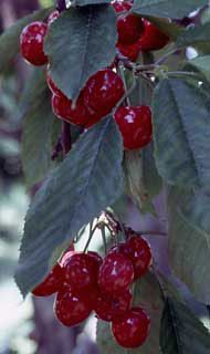 Napoleon Royal Ann Sweet Cherry Tree