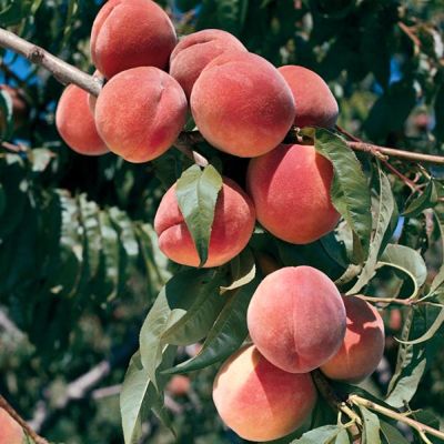 View full size image Photo of Burbank™ July Elberta Peach Tree