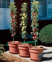 Columnar Fruit Trees from Stark Bro's