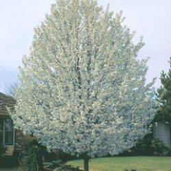 Forest Pansy Redbud - Flowering Trees - Stark Bro's