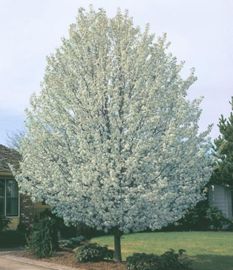 Cleveland Select Flowering Pear - Flowering Trees - Stark Bro’s