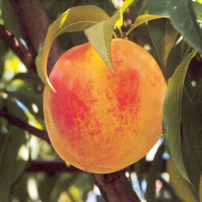 View full size image Photo of Catherina Peach Tree