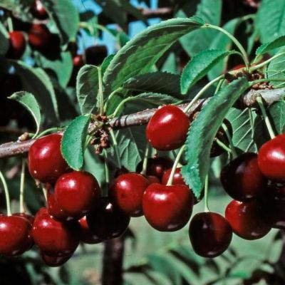 View full size image Photo of Stella Sweet Cherry Tree