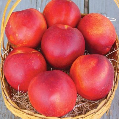 View full size image Photo of Stark® SunGlo Nectarine Tree