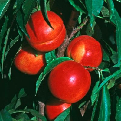 View full size image Photo of Stark® SunGlo Nectarine Tree
