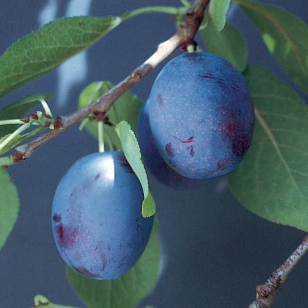 plum prune trees tree plums fruit sweet super bro stark self pollinating purple variety starkbros