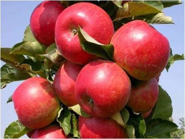 Starkspur® Red Delicious Apple Tree