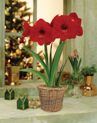 View full size image Photo of Red Lion Amaryllis Bulb