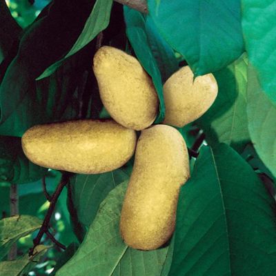 View full size image Photo of Mango Pawpaw Tree