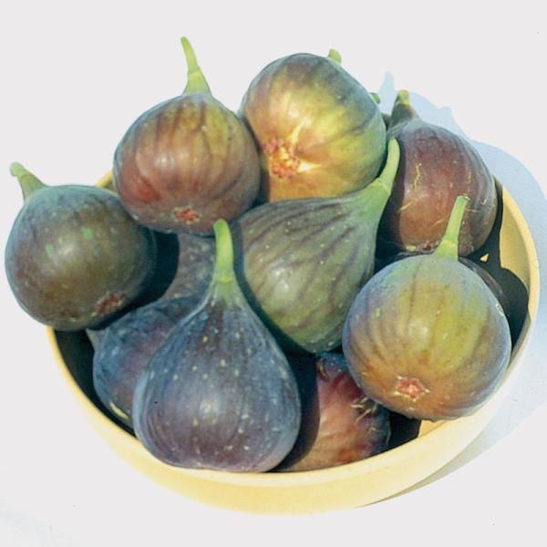 Brown Turkey Fig, Texas Everbearing Fig, Abique Noire Fig, Negro