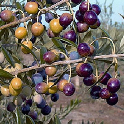 View full size image Photo of Arbequina Olive Potted Kit