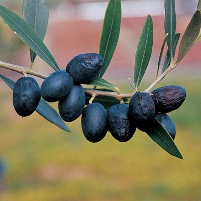 View full size image Photo of Arbequina Olive Potted Kit